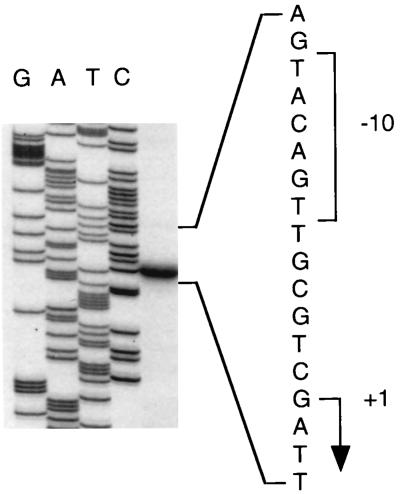 FIG. 3