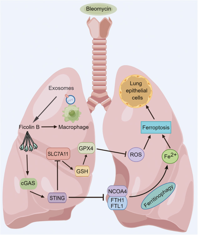 Fig. 9