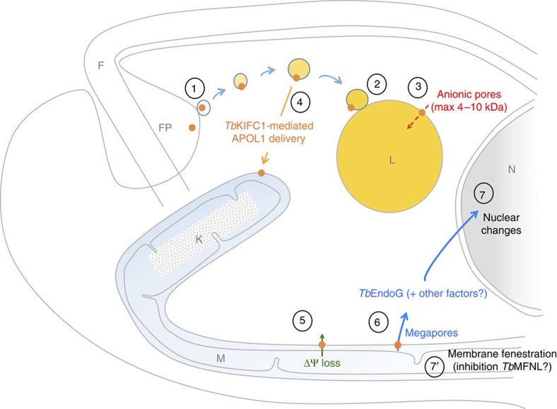 Figure 10