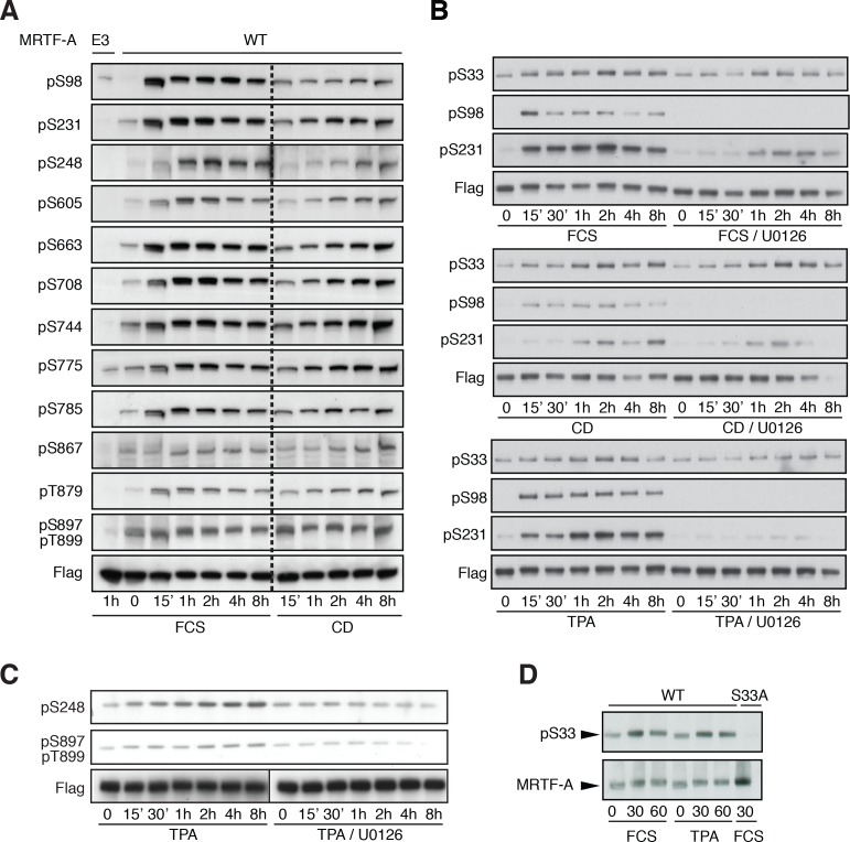 Figure 2—figure supplement 2.