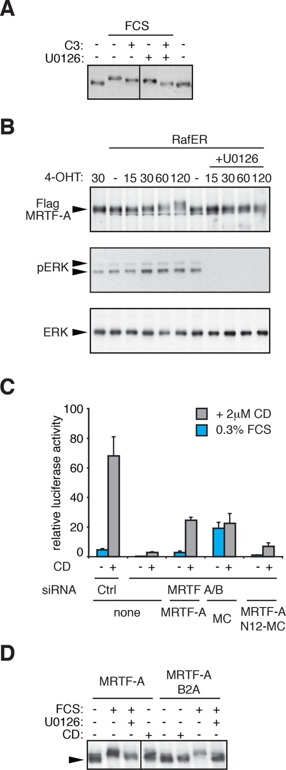 Figure 1—figure supplement 1.