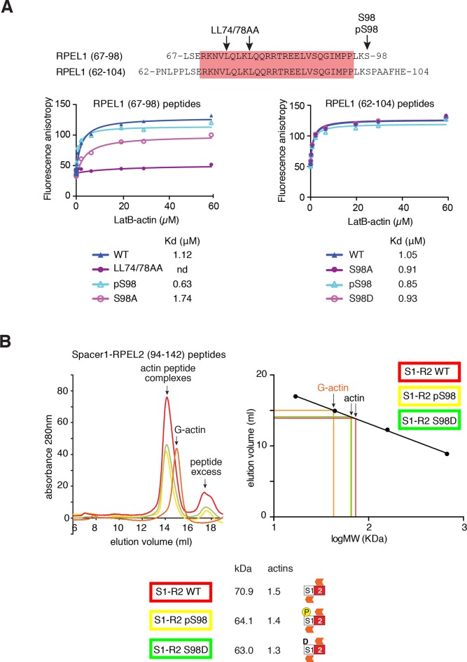 Figure 4—figure supplement 2.