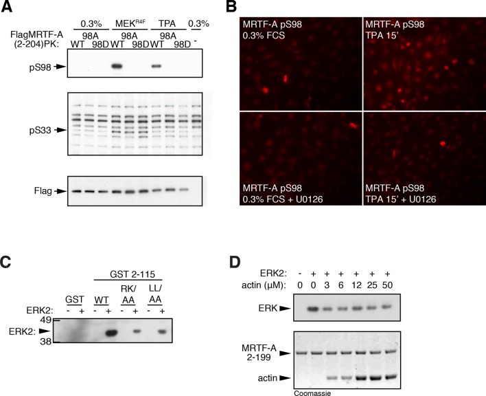 Figure 4—figure supplement 1.