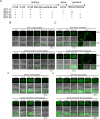 Figure 4—figure supplement 1.