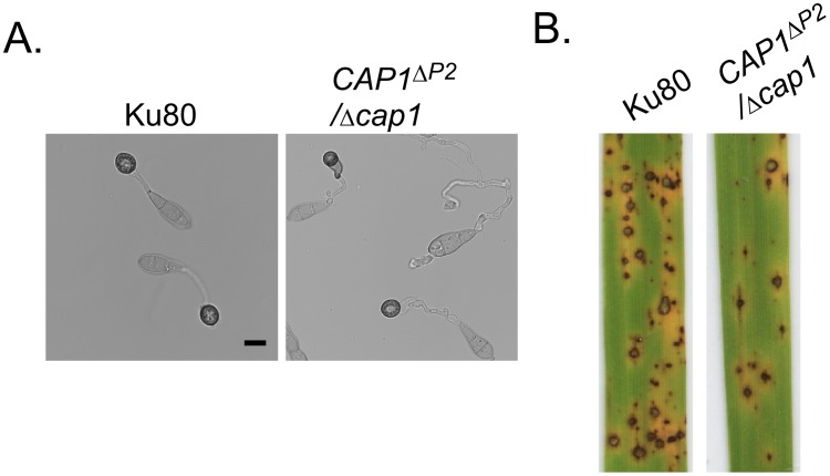 Figure 12