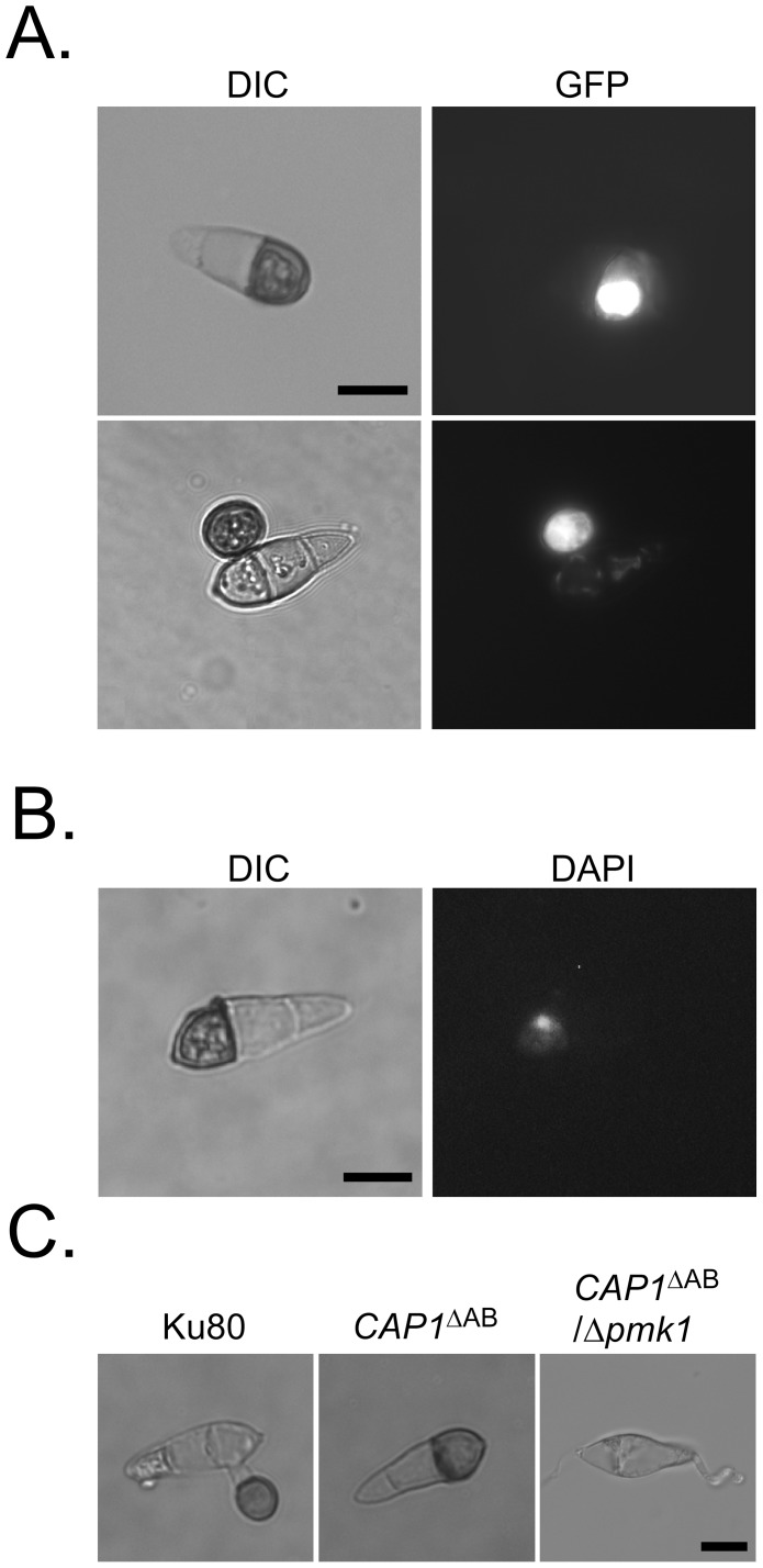 Figure 14