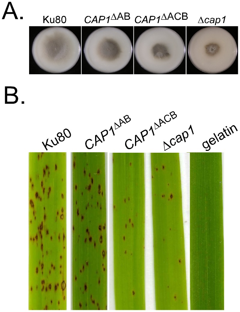 Figure 10