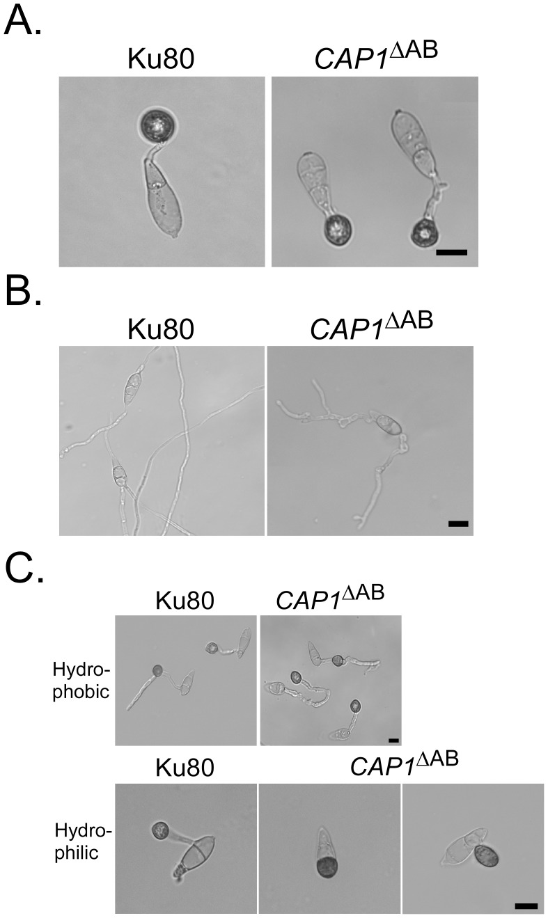 Figure 13