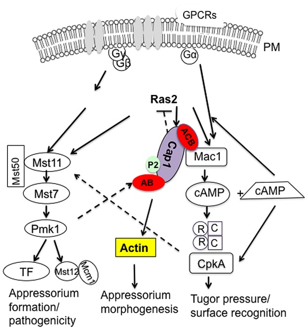 Figure 15