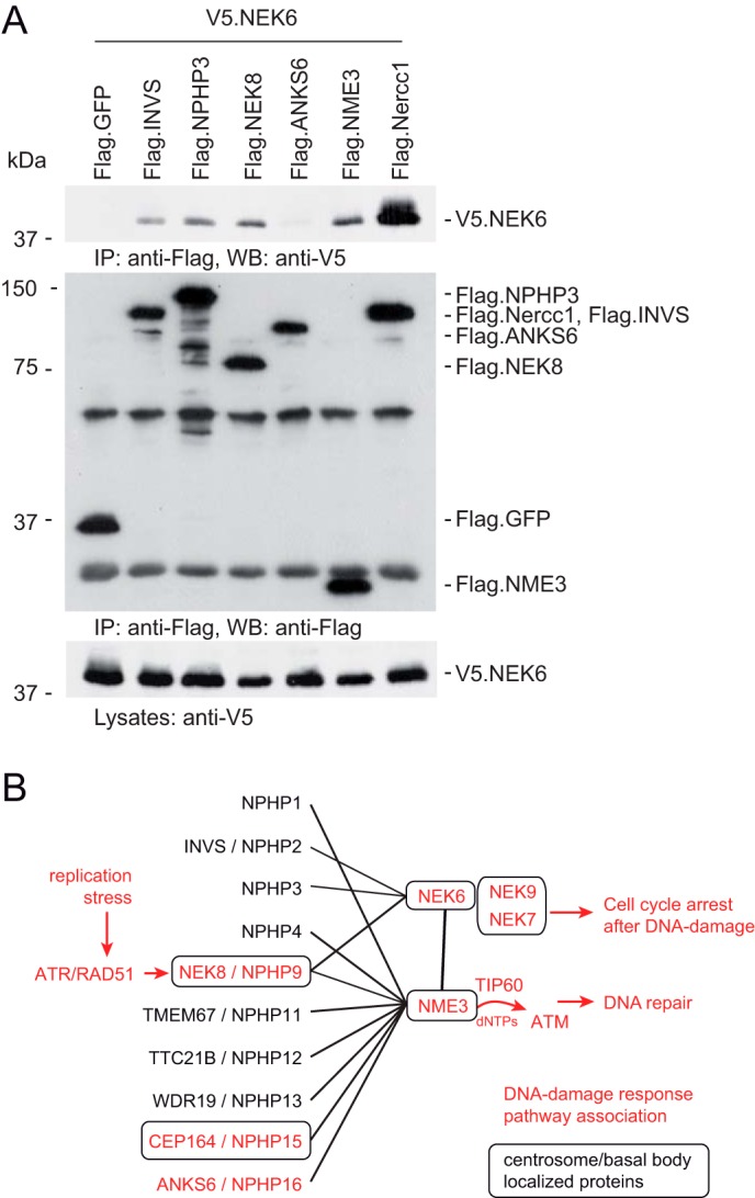 Figure 6.