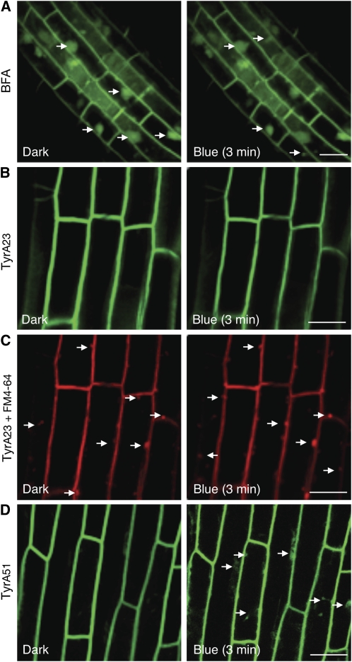 Figure 11.