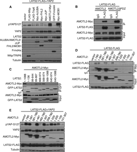 FIGURE 1: