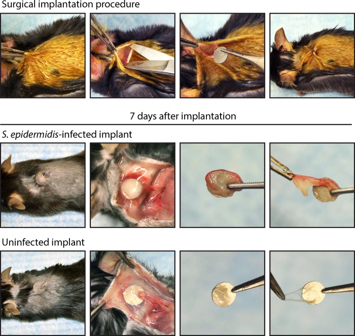 FIG 1