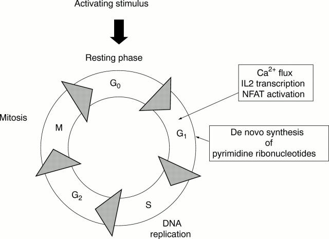 Figure 2  