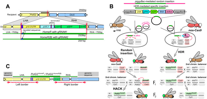 Figure 1—figure supplement 2.