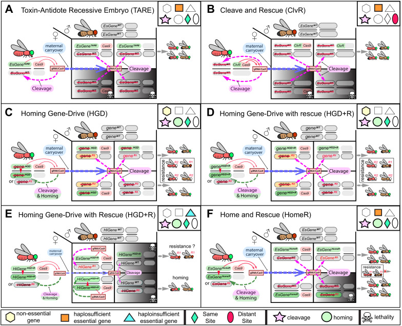 Figure 3—figure supplement 1.