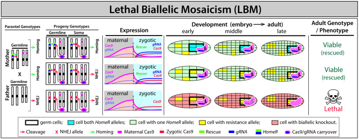 Figure 1—figure supplement 4.