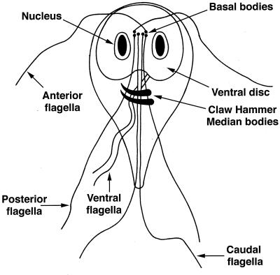 FIG. 1