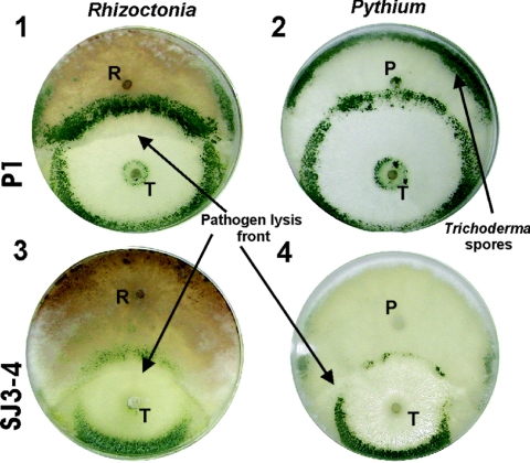 FIG. 1.