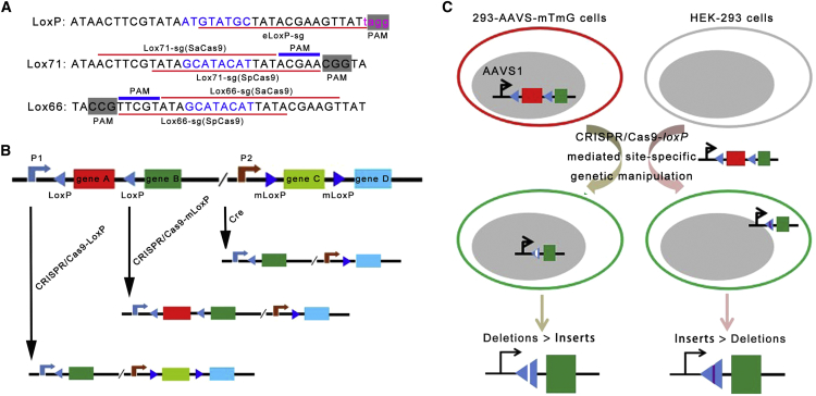 Figure 5