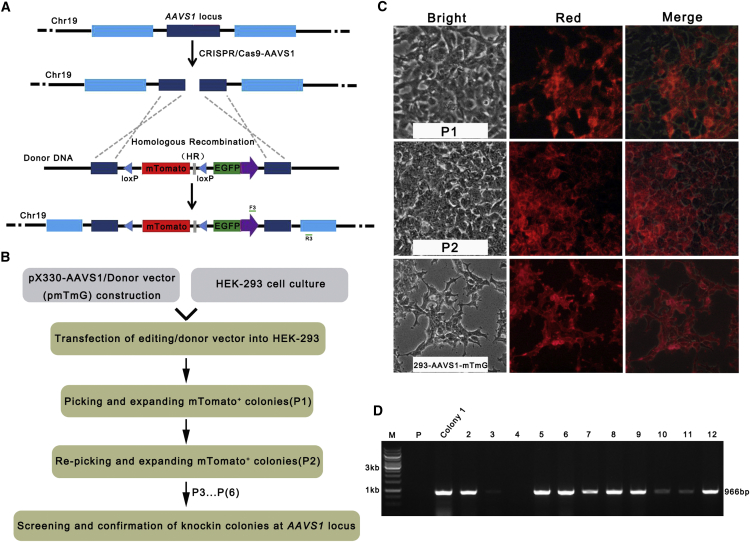 Figure 2