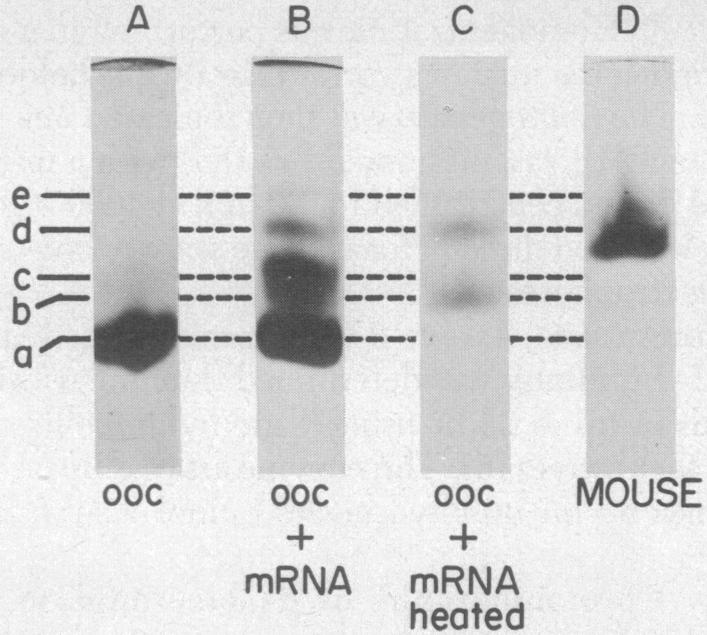 graphic file with name pnas00032-0360-a.jpg