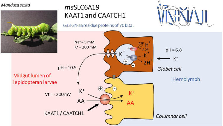 Fig. 3