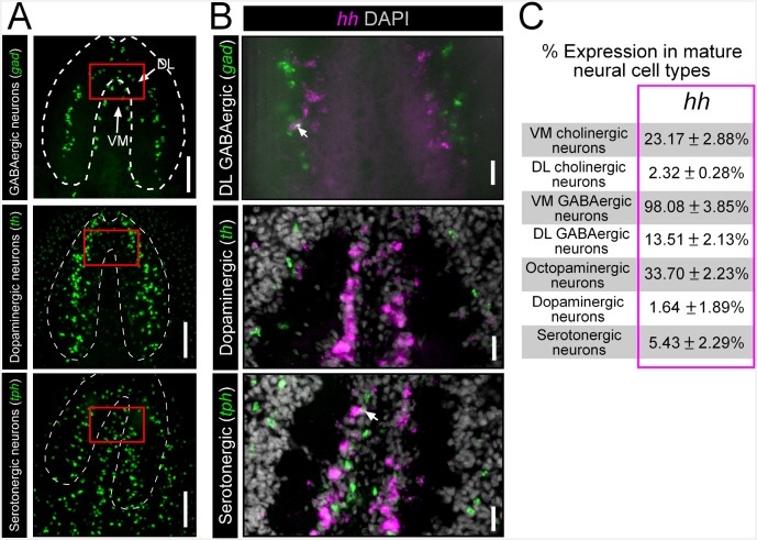 Figure 3—figure supplement 1.