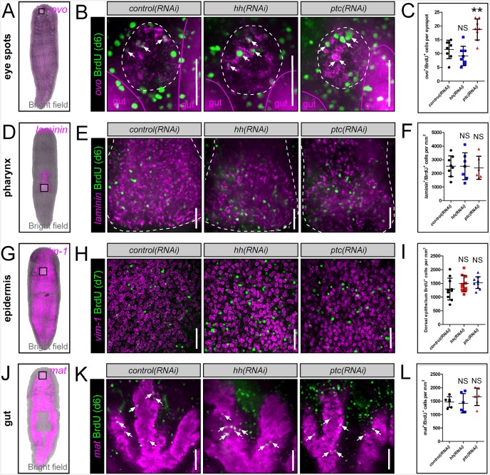 Figure 6—figure supplement 4.