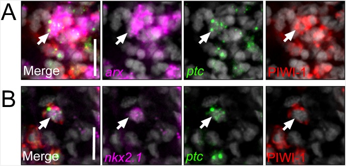 Figure 5—figure supplement 1.