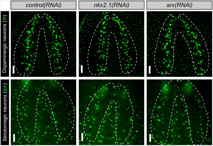 Figure 2—figure supplement 2.