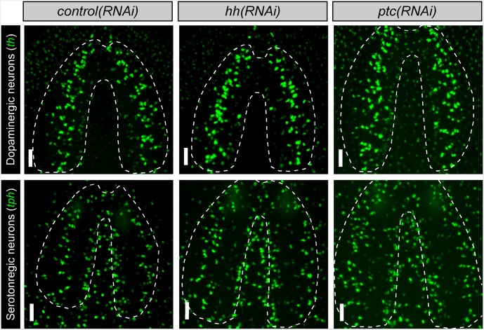 Figure 6—figure supplement 2.