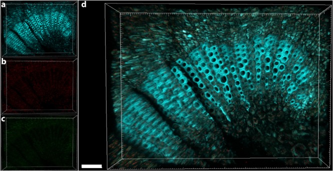 FIGURE 3