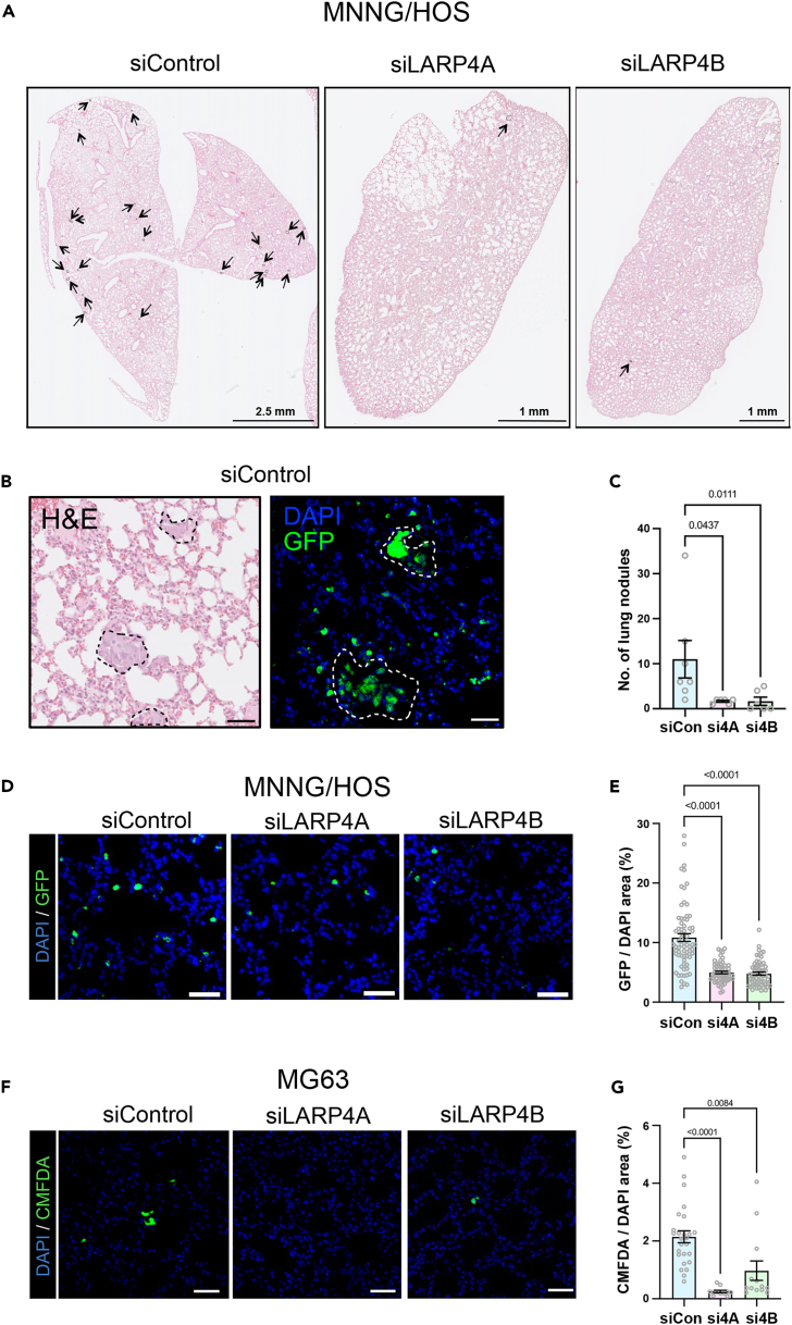 Figure 4