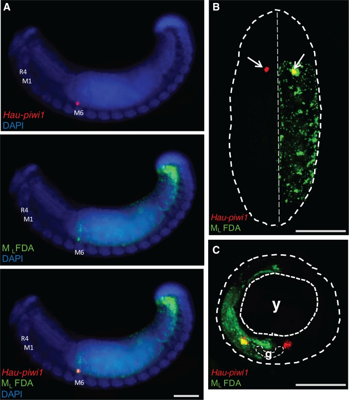 Fig. 7.