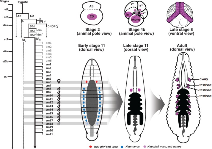 Fig. 8.