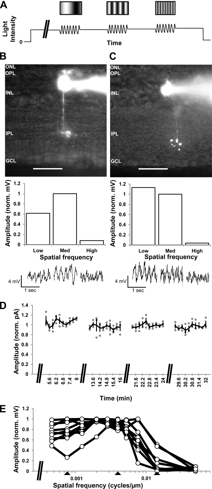 Fig. 1.