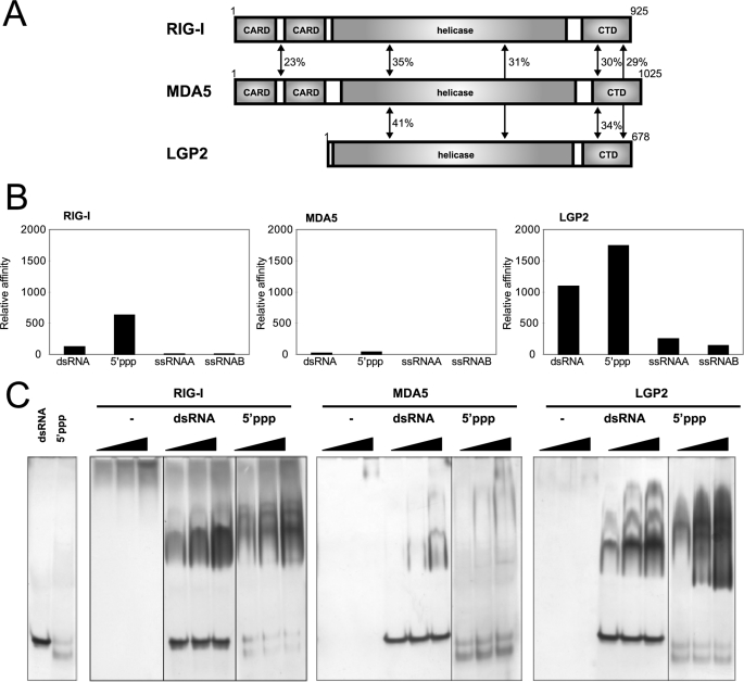 FIGURE 1.