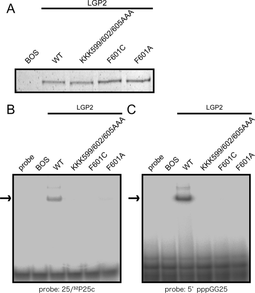 FIGURE 7.