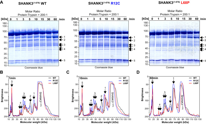 Figure 3—figure supplement 1.