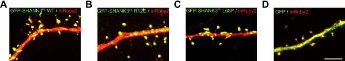 Figure 5—figure supplement 1.