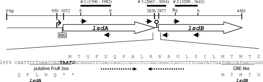 FIG. 1.