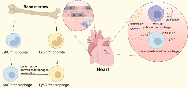 Macrophages play a key role in tissue repair and regeneration - PMC