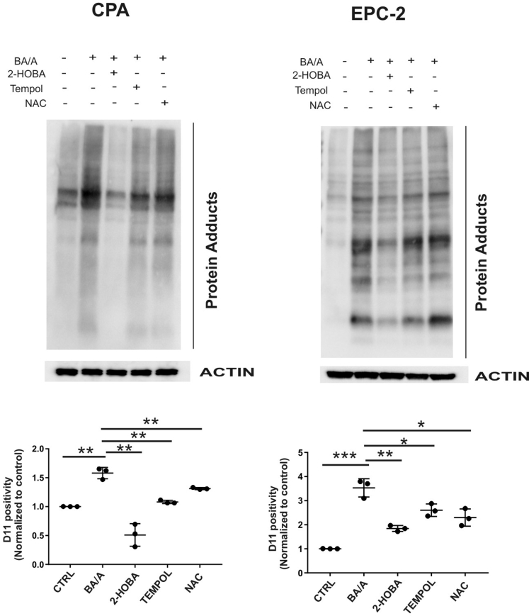 Supplementary Figure 4