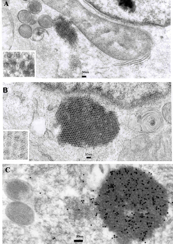 FIG. 2.