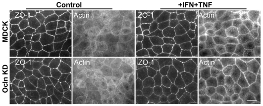 Fig. 8.