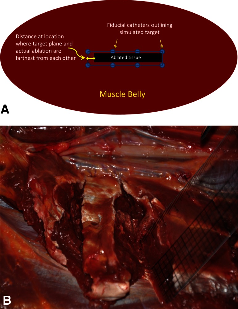 Fig. 2A–B