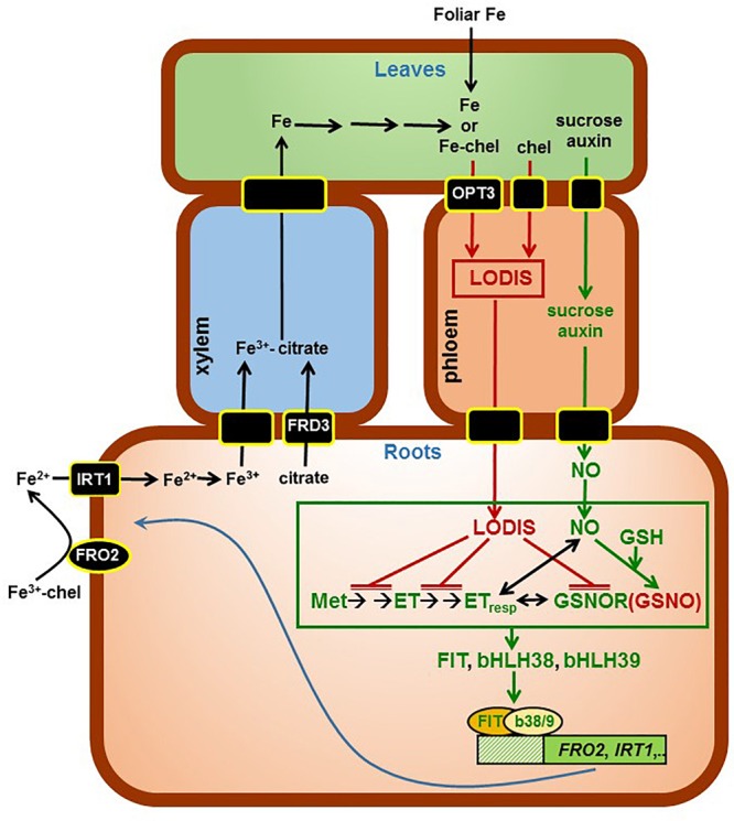 FIGURE 12