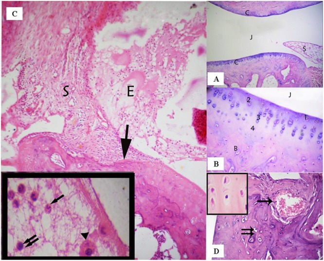 FIGURE 2