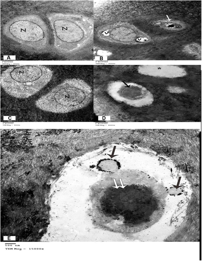 FIGURE 4